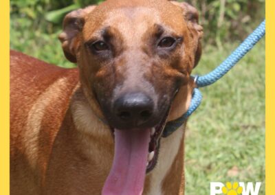 Kibble (K Litter) 🦴