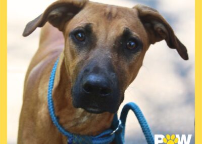 Kimchi (K Litter) 🦴