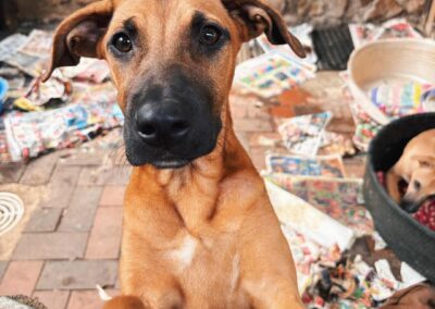 Kimchi (K Litter) 🦴