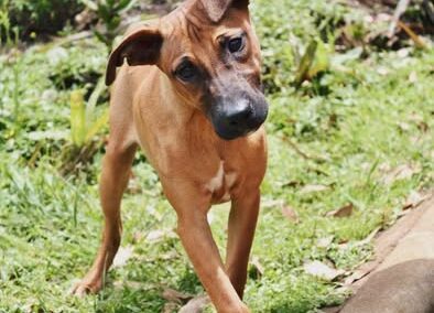 Kobi (K Litter) 🦴