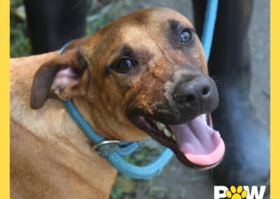 Kobi (K Litter) 🦴