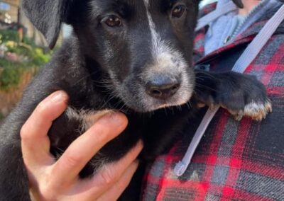 Rolo (Raven pup) 🖤