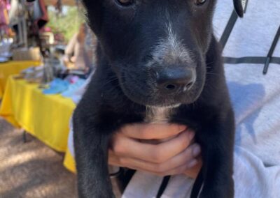 Rogue (Raven pup) 🖤
