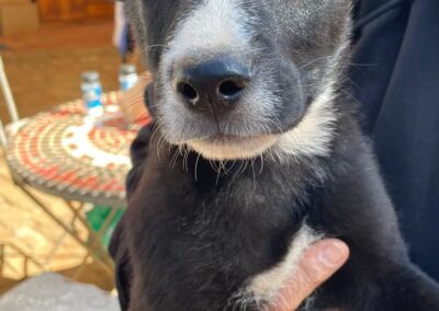 Romey (Raven pup) 🖤
