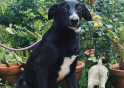 River (Raven pup) 🖤