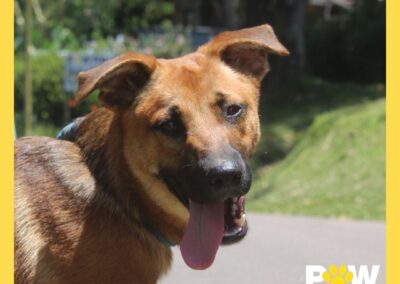 Ranger (Raven pup) 🖤