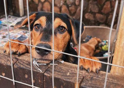 Pixie 🧚🏼‍♀️