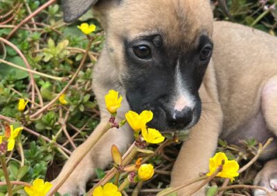 Vincent (V Litter)  💛