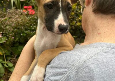 Venus (V Litter) 💛