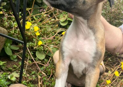 Violet (V Litter) 💛